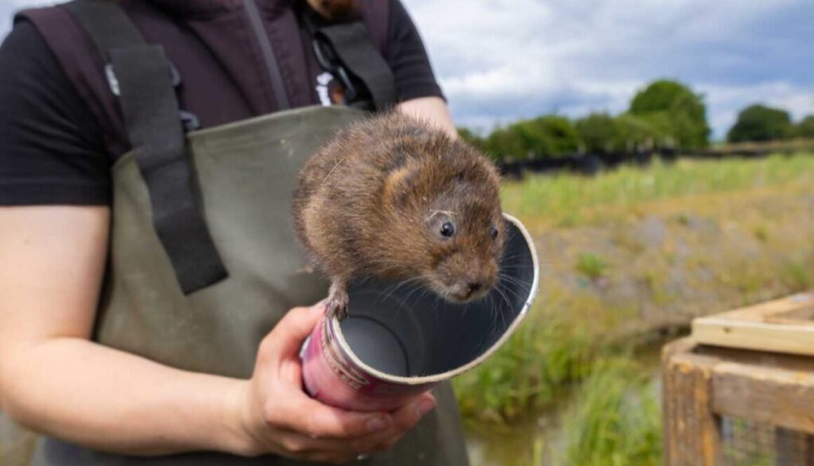 voles